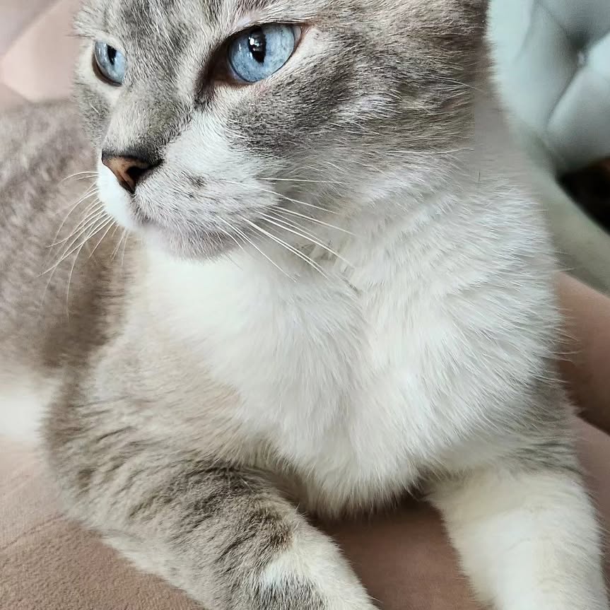 Celebrating International Cat Day with my furry friends (2/8)