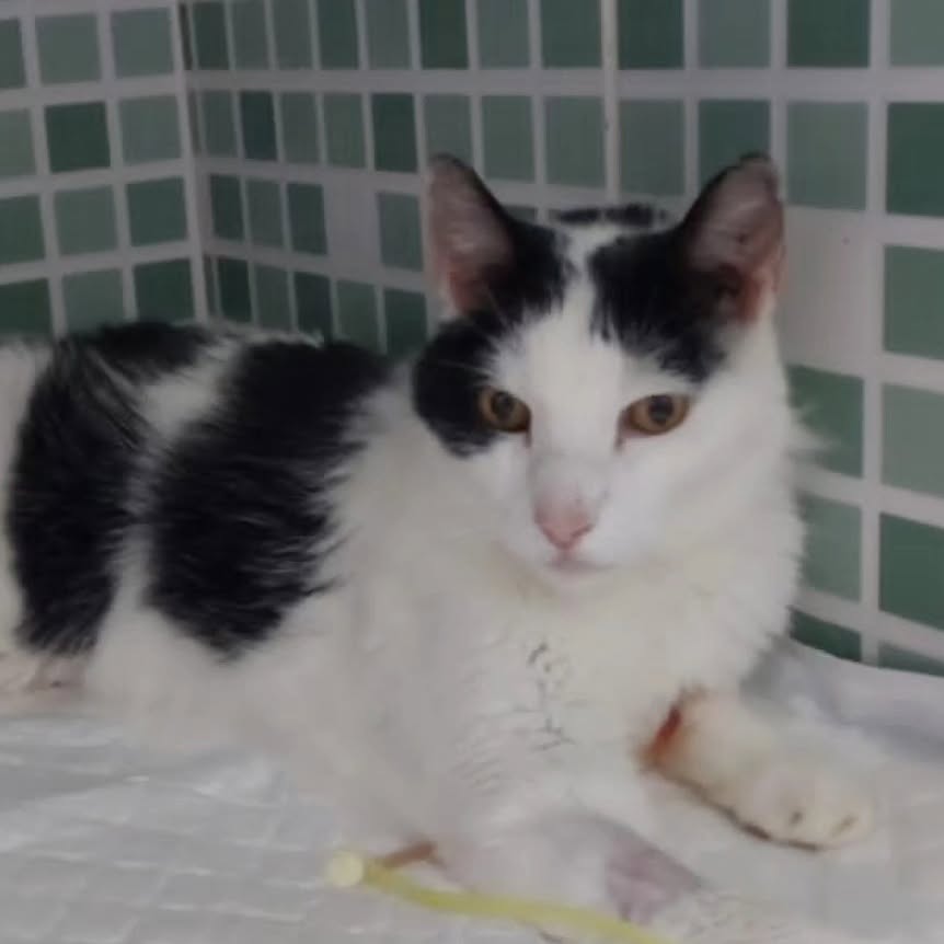和我的毛孩子们一起庆祝国际猫日 (8/8)