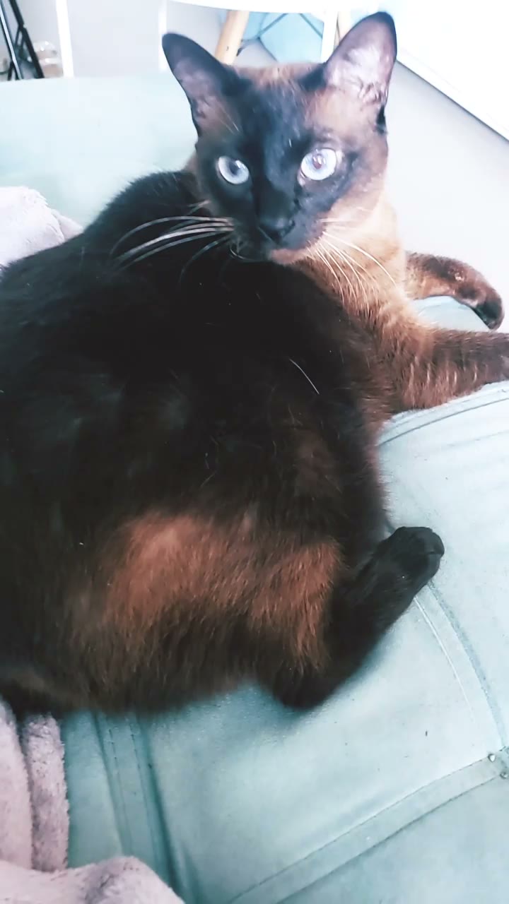 Sin mucho misterio por aquí 😸